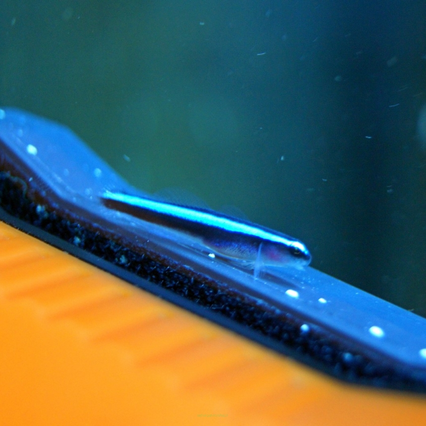 Gobiosoma oceanops (Neon Goby) rozmiar 4-5 cm (hodowlane)