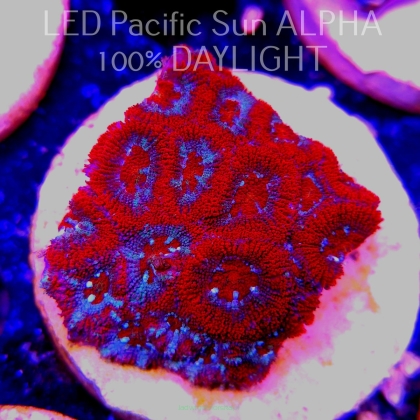 Acanthastrea lordhowensis RED + BLUE RINGS (22.03.2024)  5cm