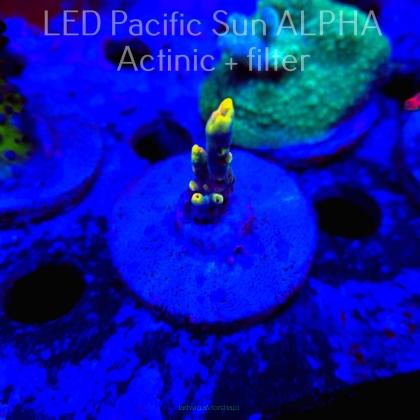 Acropora SHINING DRAGON (20.05.2024) L4-III-23  2cm (deepwater)