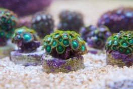 Odżywianie koralowców Zoanthid