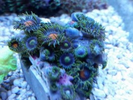 Koralowce wielopromienne Zoanthid
