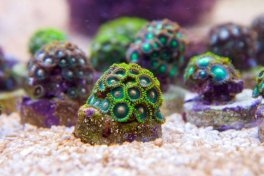 Podział koralowców Zoanthid