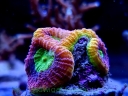 Szczepki koralowców LPS
