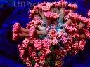 NOWE koralowce LIPIEC 2022