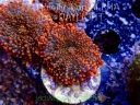 NOWE koralowce PAŹDZIERNIK 2022