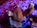 NOWE koralowce LISTOPAD 2022