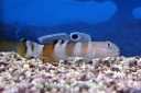 BABKI (GOBIES)