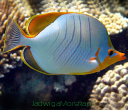 CHETONIKI (BUTTERFLYFISH)