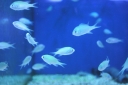 GARBIKI (DAMSELFISH & CHROMIS)