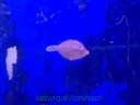 JEDNOROŻKOWATE (FILEFISH)