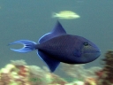 ROGATNICE (TRIGGERFISH)