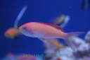 STRZĘPIELE (ANTHIAS FISH)