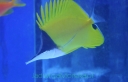 USTNIKOWATE (POMACANTHIDAE)