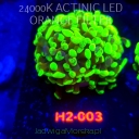 NOWE koralowce GRUDZIEŃ 2025