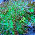 Szczepki koralowców miękkich