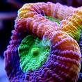 Szczepki koralowców LPS