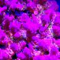 Szczepki koralowców SPS