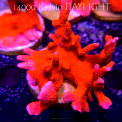 Montipora digitata RED (18.05.2025)  7cm