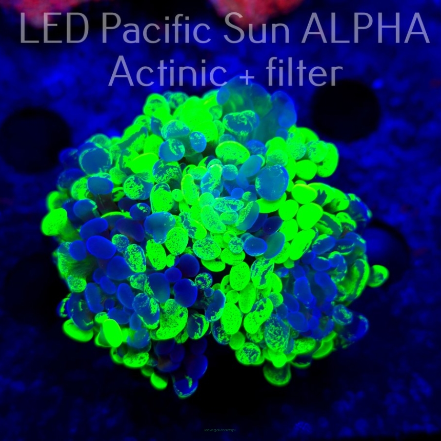 Euphyllia paraancora GREEN HOLOGRAM HAMMER (03.11.2024)