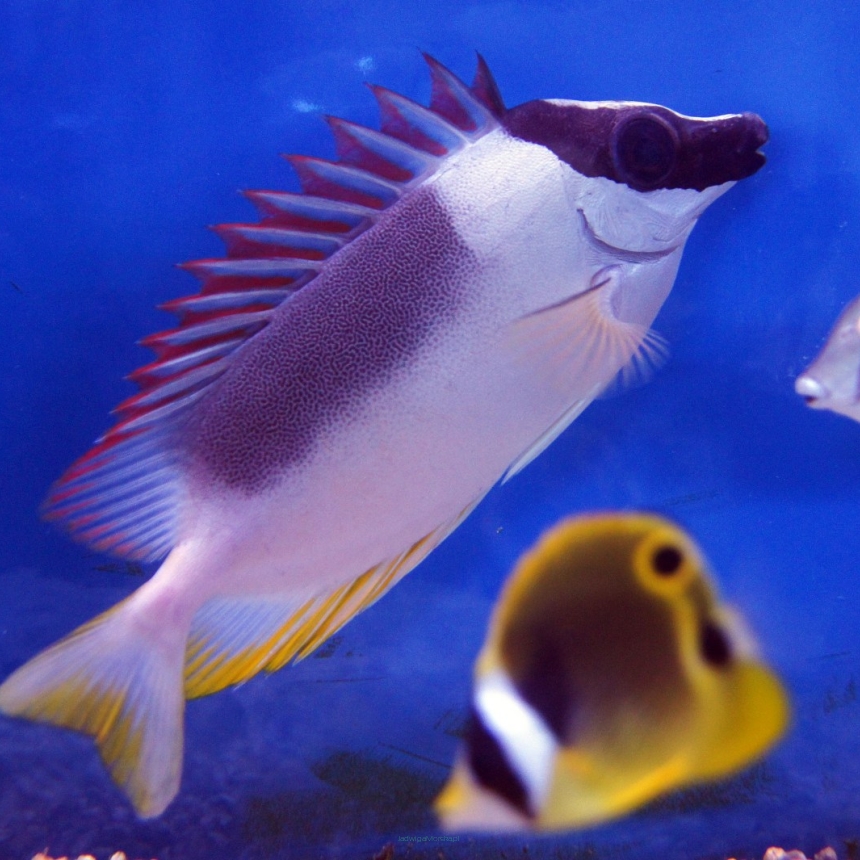 Siganus Lo magnificus rozmiar 16 cm (2 letni z ekspozycji)