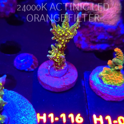 Montipora STELLATA (01.02.2026) H1-116  6cm