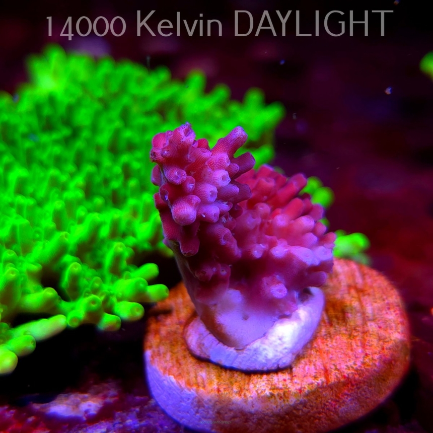Acropora sp. AUSTRALIA (09.05.2025) MM1-III-18  3cm