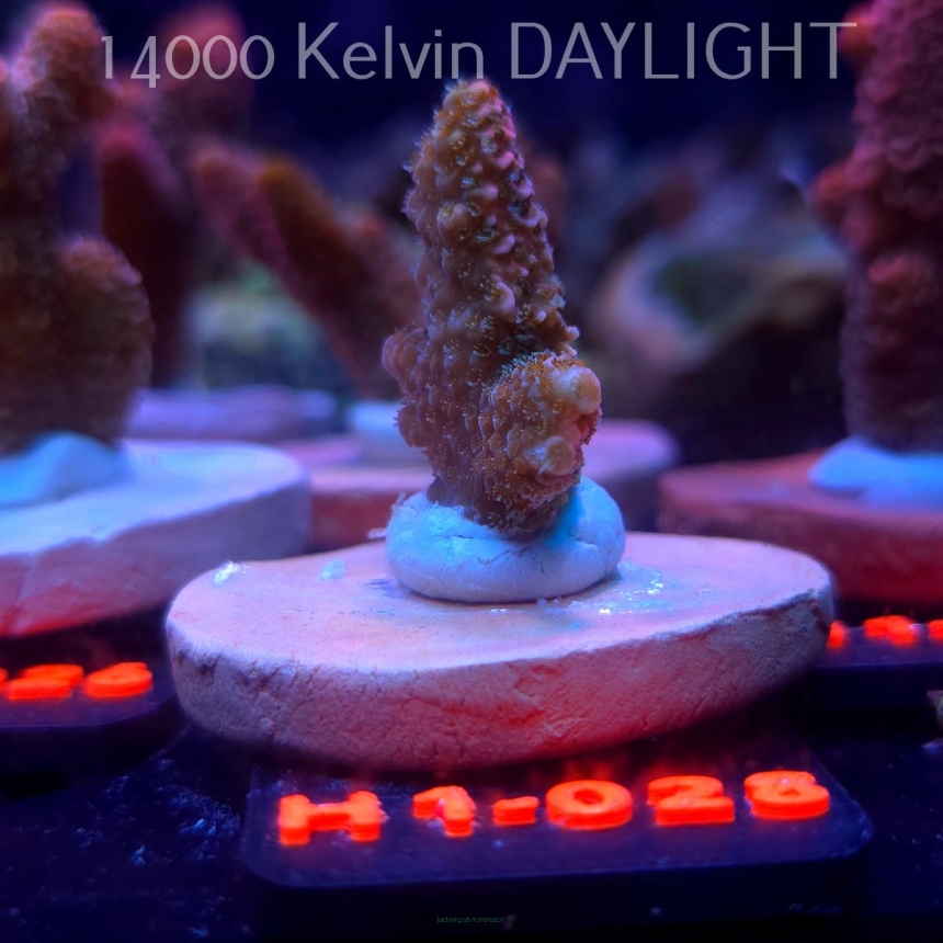 Acropora spathulata CORAL SEA ULTRA RED (16.10.2025) H1-028  3cm