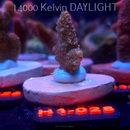 Acropora spathulata CORAL SEA ULTRA RED (16.10.2025) H1-028  3cm