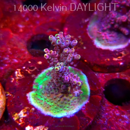 Acropora sp. AUSTRALIA (09.05.2025) MM1-III-19  4cm