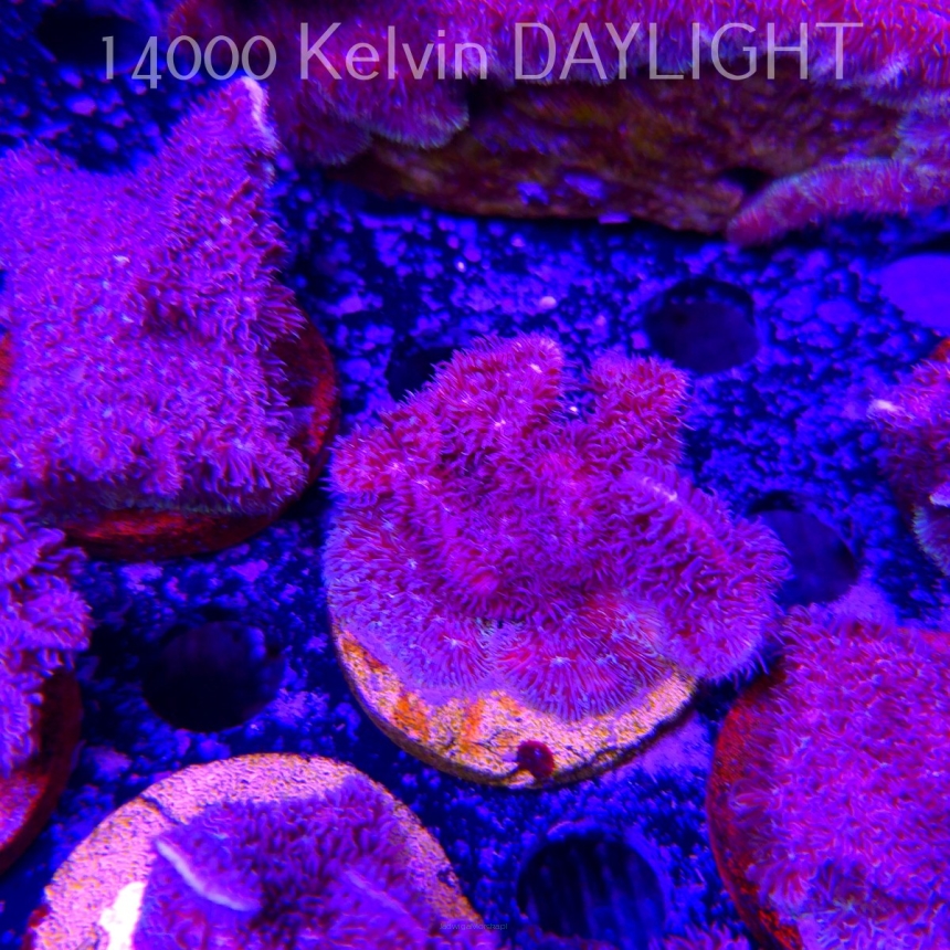 Pavona decussata (19.09.2025)  5cm