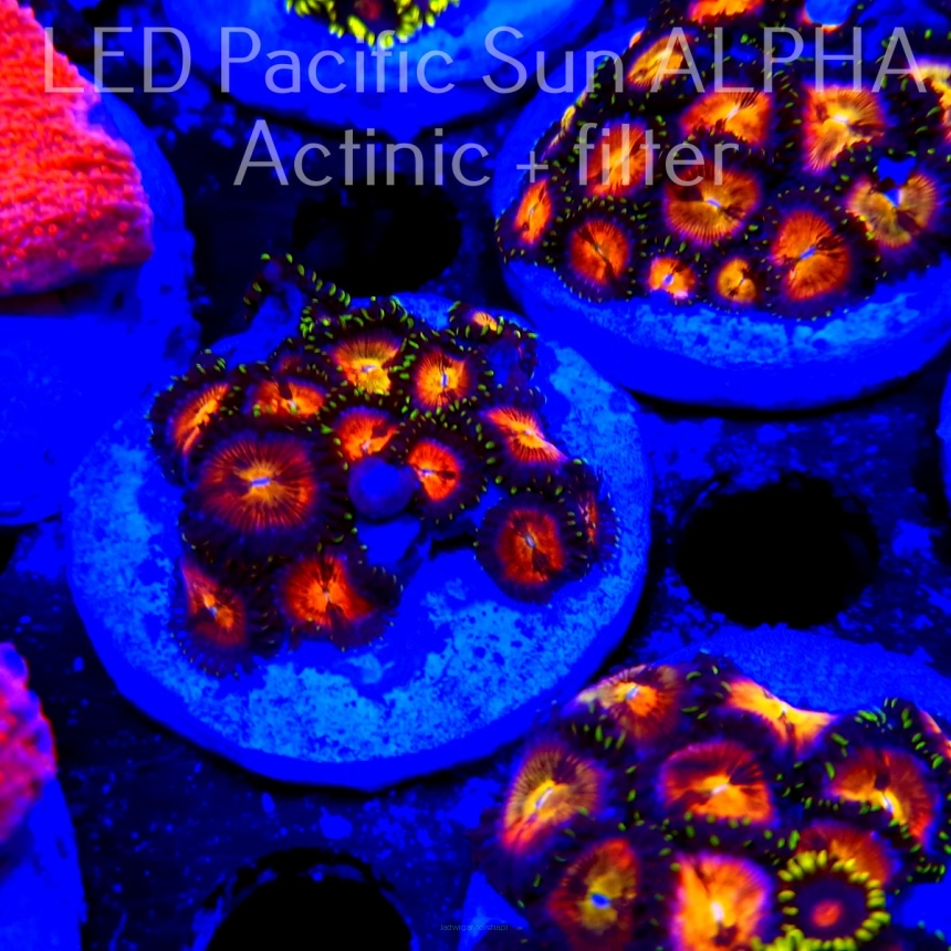 Zoanthus AUSSIE STARLIGHTS ZOA (02.08.2023) 16P+