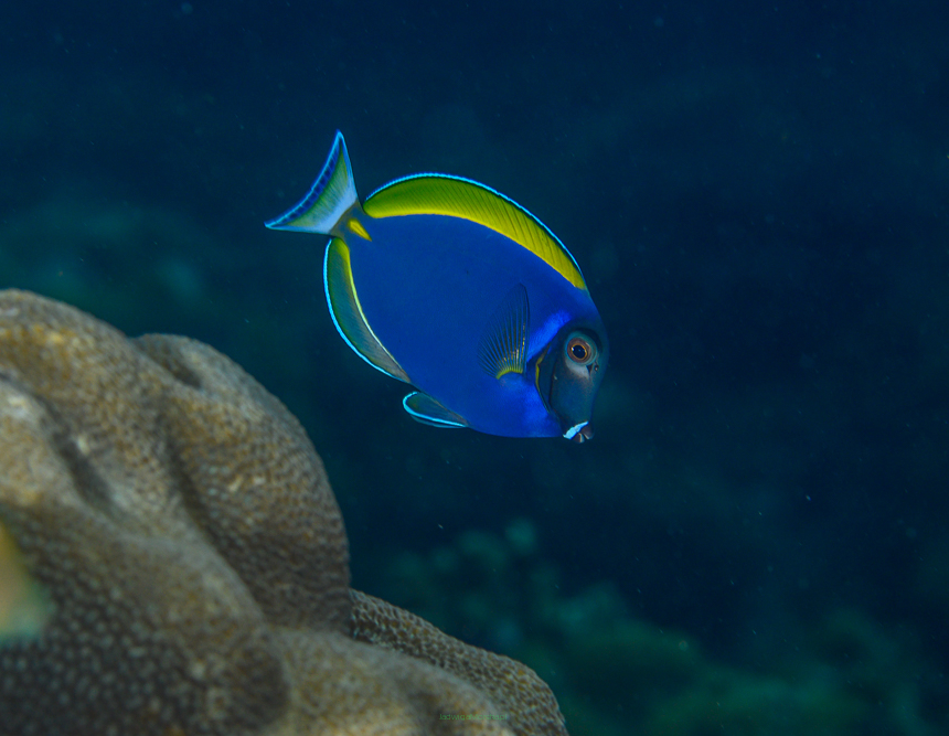 Acanthurus CF HYBRID leucosternon 8 cm