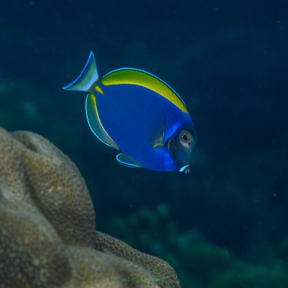 Acanthurus CF HYBRID leucosternon 8 cm