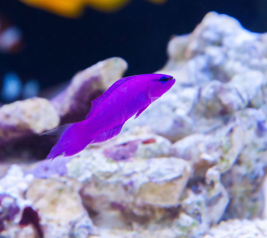 Pseudochromis fridmani TANK BRED  7cm
