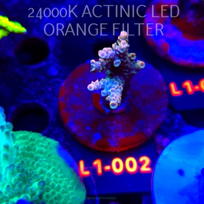 Acropora sp. AUSTRALIA (11.10.2025) L1-002  5cm