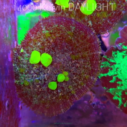 Rhodactis URANIUM Bounce Mushroom (02.06.2025)  7cm