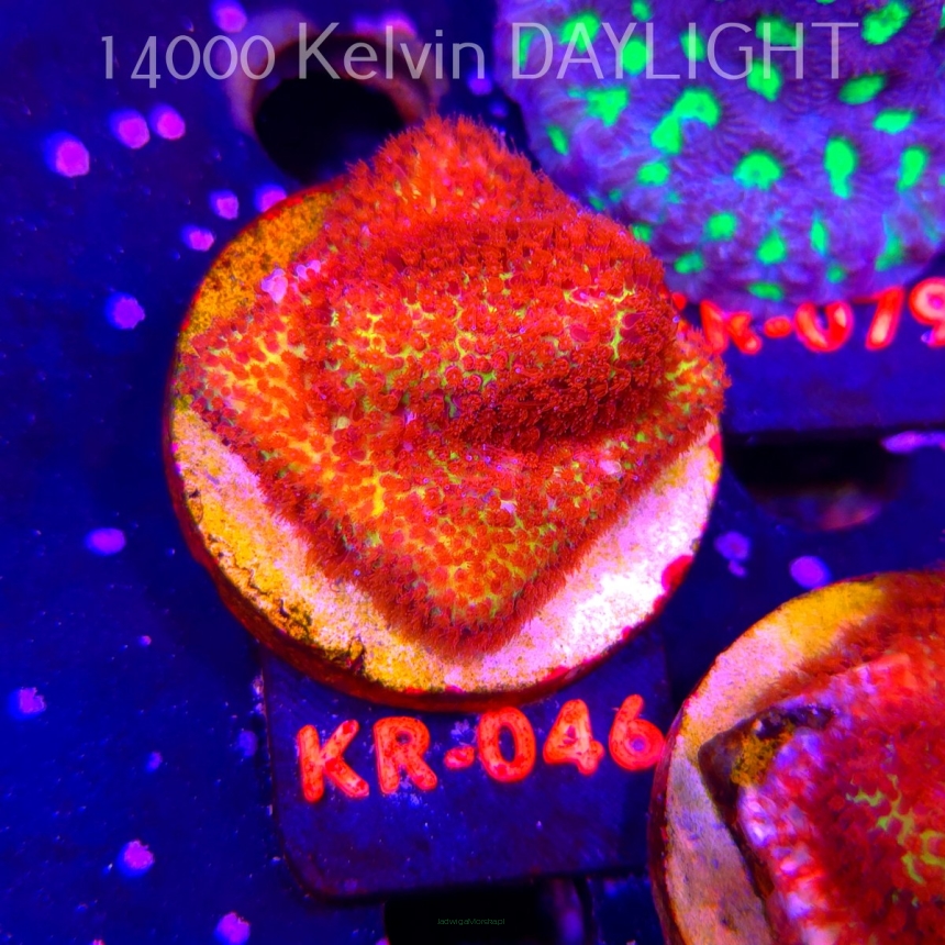 Stylocoeniella JASON FOX BURNING BANANA (20.02.2026) KR-046  5cm