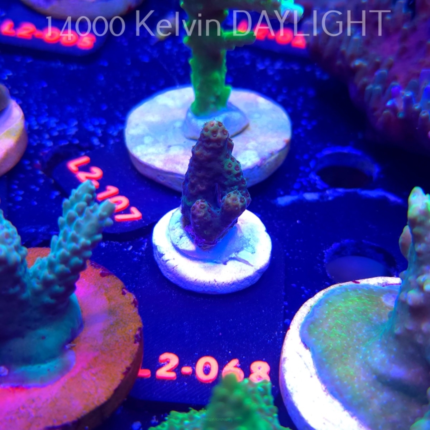 Acropora sp. AUSTRALIA (16.11.2025) L2-068  3cm