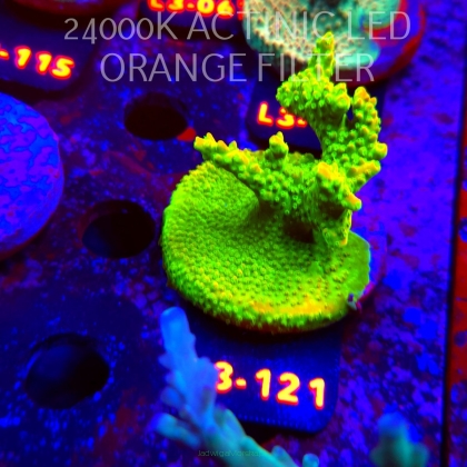 Acropora RR RAINBOW LOOM (05.01.2026) L3-014  7cm