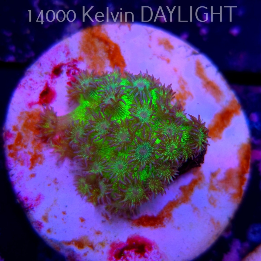  Goniopora JMC RAINBOW GLITTER (06.05.2025)  2.5cm