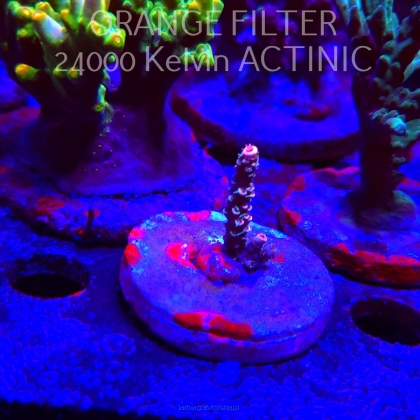 Acropora sp. AUSTRALIA  (21.06.2025) L4-III-22  3cm
