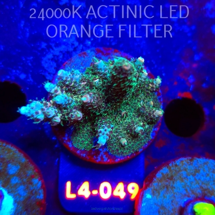 Acropora sp. PREMIUM AUSTRALIA (06.01.2026) L4-049  6cm 