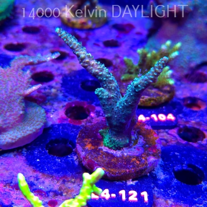 Acropora sp. AUSTRALIA  (07.01.2026) L4-121  8cm