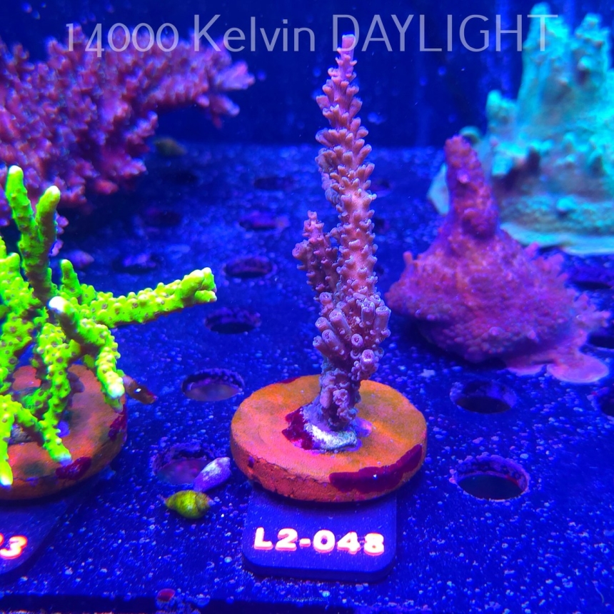 Acropora sp. AUSTRALIA (16.11.2025) L2-048  10cm