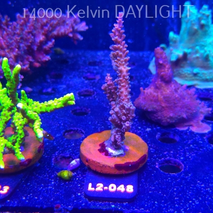 Acropora sp. AUSTRALIA (16.11.2025) L2-048  10cm