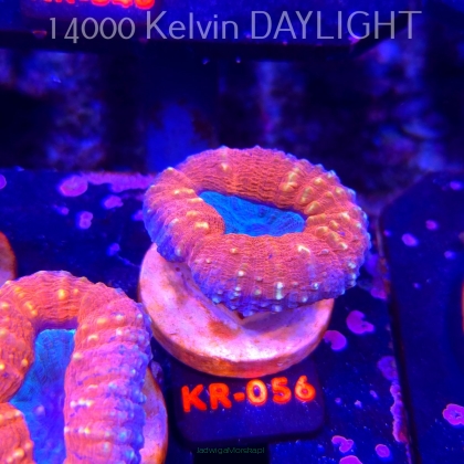 Lobophyllia corymbosa ULTRA Australia (21.02.2026) KR-056