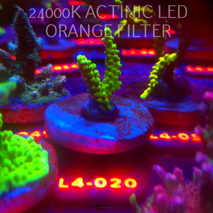 Acropora sp. PREMIUM AUSTRALIA (06.01.2026) L4-020  5cm