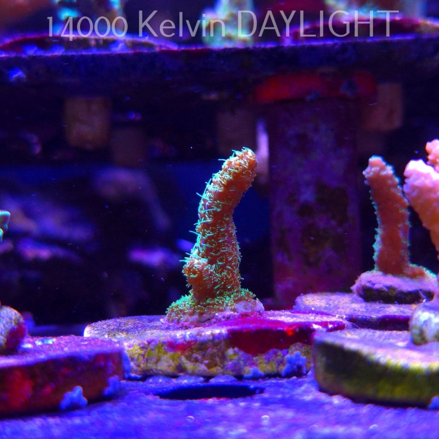 Acropora millepora  (21.06.2025) L4-I-16  4cm