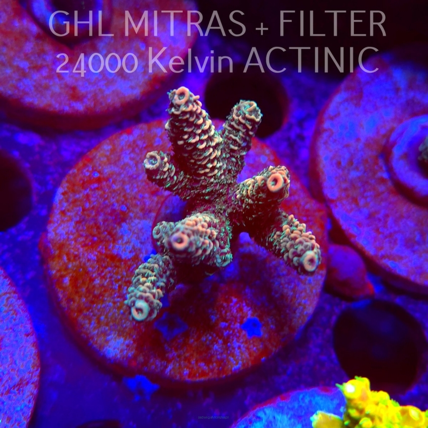 Acropora MILLEPORA SUNSET (20.02.2025) L4-I-16  5cm
