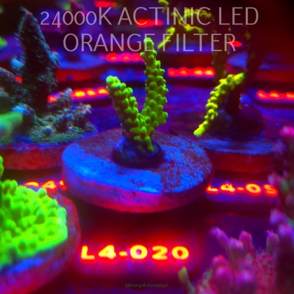 Acropora sp. PREMIUM AUSTRALIA (06.01.2026) L4-020  5cm